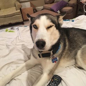 Meet your Posher, Riley